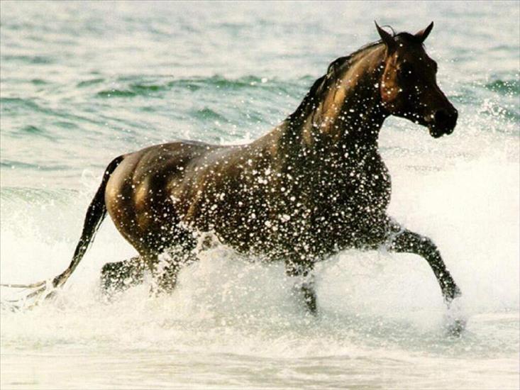 moje ulubione fotki - zwierzeta-konie-1600-3474.jpg