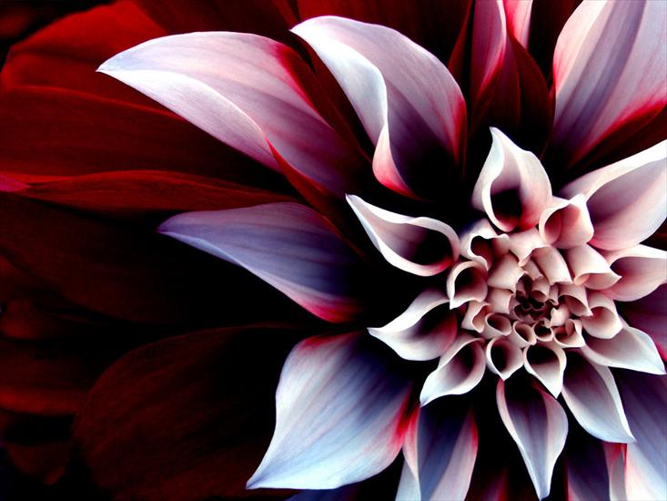 Przeróżne - the_beautiful_enigmatic_flower.jpg