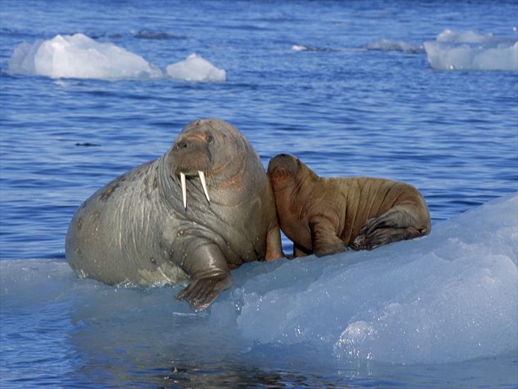  Animals part 2 z 3 - Ice Cold, Walruses.jpg