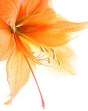 TAPETY NA TELEFON  - Orange_Flower.jpg