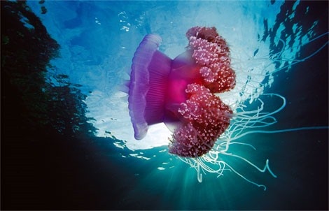 Morskie Piękności - Beauty_Under_Water__5.jpg