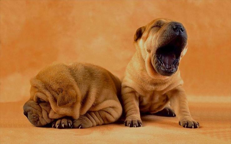 zwierzęta - Big Yawn.jpg