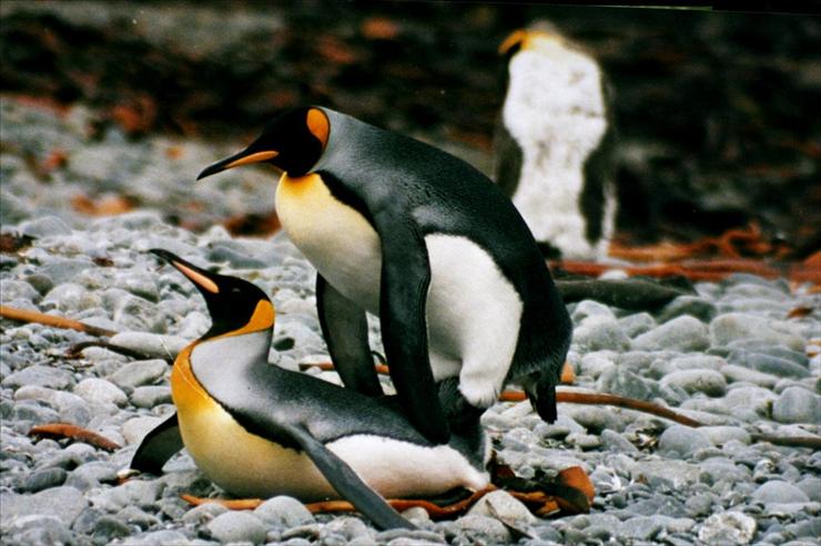 PTAKI _ NIELOTY - Pingwiny_mating_king_penguins.JPG
