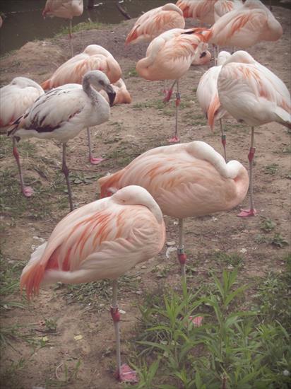 Flamingi - flamingi5.jpg