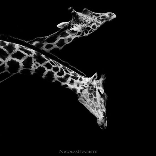  Dark ZOO by NicolasEvariste - animals_23.jpg