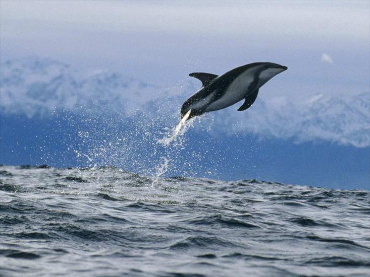 p aqua - Dusky Dolphin, New Zealand.jpg
