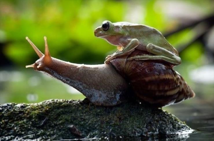 Ślimaczek - snail_friog.jpg