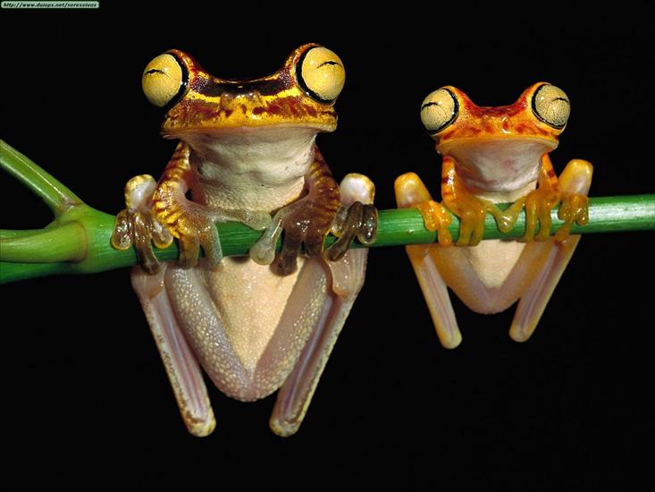 Gady, płazy reptiles  amphibians - Chachi Tree Frogs.jpg