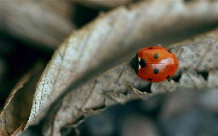 Różne Tapetki - Ladybug.jpg