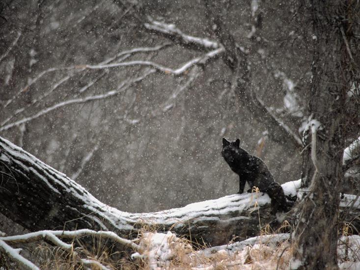 2 - Black Phase Red Fox in Snowstorm.jpg