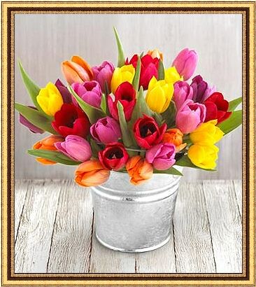 tulipany - t3.jpg