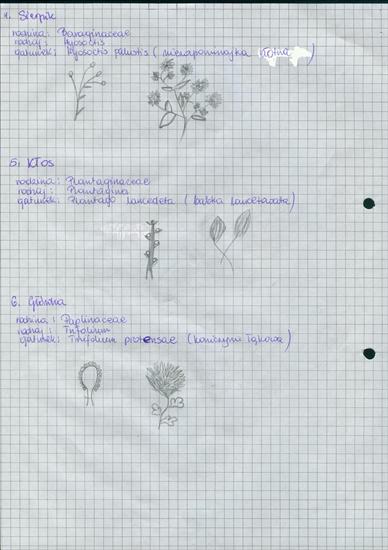 Budowa rośliny - Klasyfikacja kwiatów2.jpg