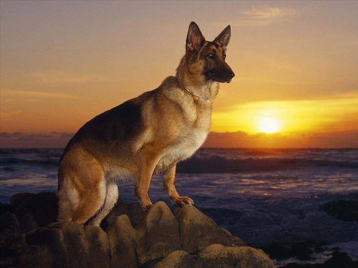 TAPETY PSY - A Day at the Beach, German Shepherd.jpg