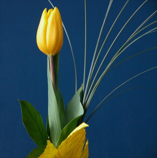Tulipany - 250883.jpg