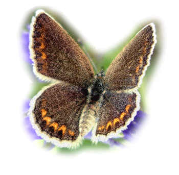motyle i owady - btterfly088.gif