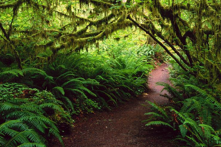 Taki jest świat - Hoh Rain Forest, Olympic National Park. Washington.jpg