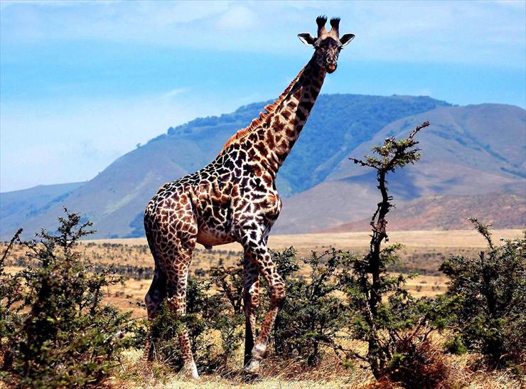 Park Narodowy Serengeti - 20553497.jpg