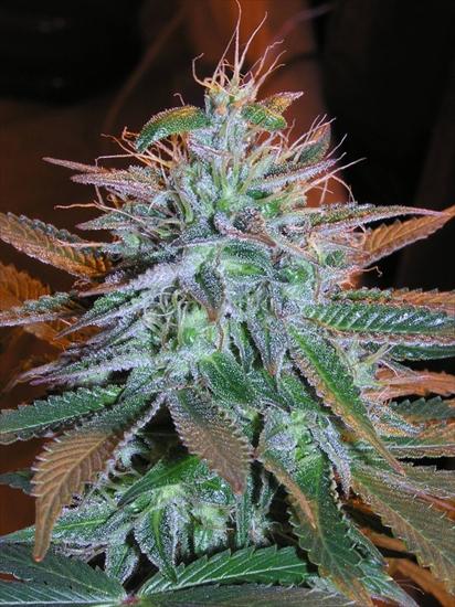 Ganja c - white_widow_x_blueberry.jpg