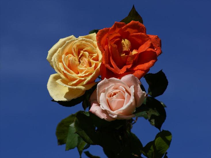 roze - rosas_mas_hermosas-dsc015901.jpg