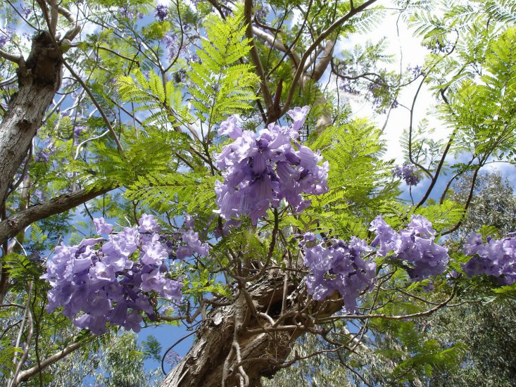 Kwiaty - Jacaranda-mimosifolia-Mascarin.jpg