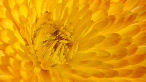  natURe - Yellow_flower.jpg
