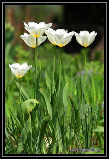 Kwiaty - Biale_kwiaty._Fotgrafie_bialych_tulipanow_1751.jpg
