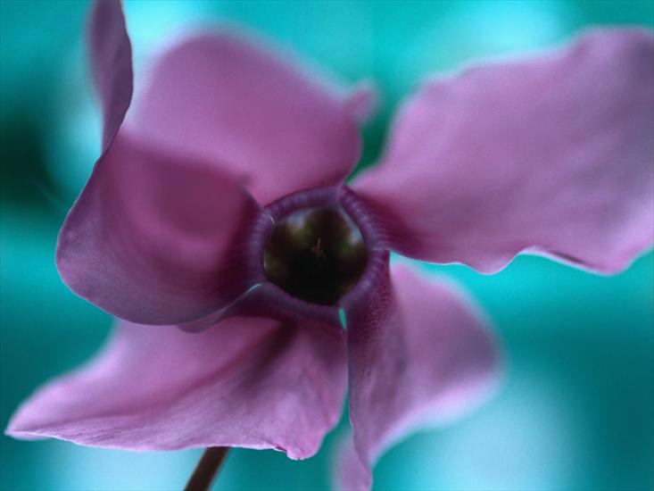 Ciekawe1 - Purpurowy kwiat.BMP