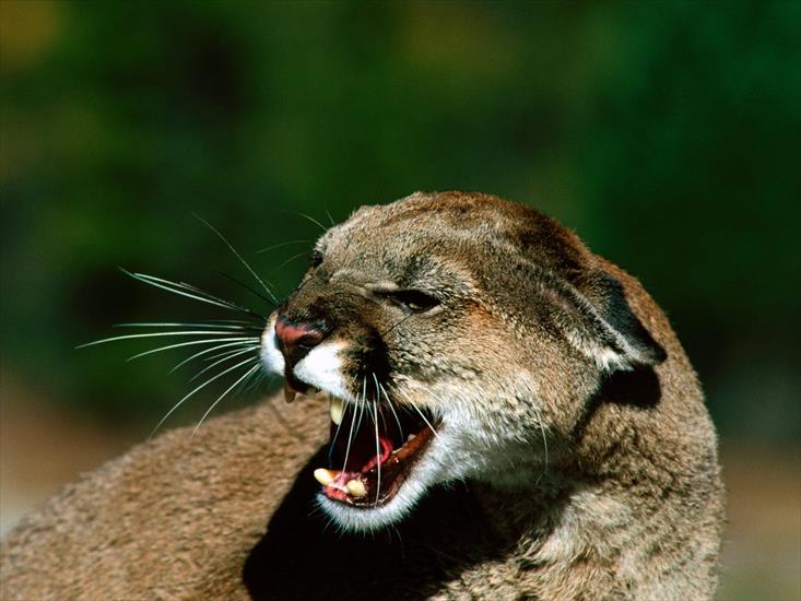  Animals part 1 z 3 - Close Snarl, Cougar.jpg