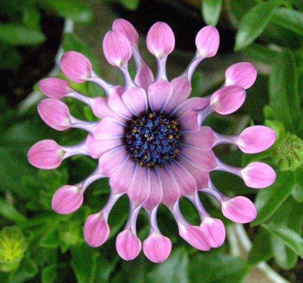 Stokrotki margaretki - Pink and purple African daisy.jpg