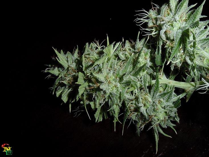 Tapety - Marihuana Ganja Cannabis 09.jpg