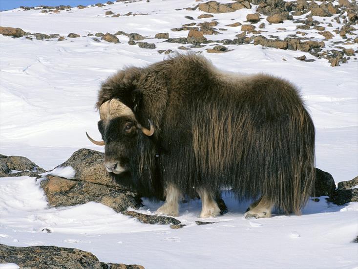 Tapety zwierzęta świat - Muskox in Snow Field, Arctic National Wildlife Refuge, Alaska.jpg