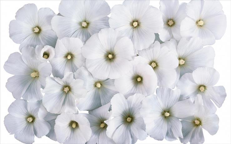Kwiaty - laba.ws_White_Flowers_00341.jpg
