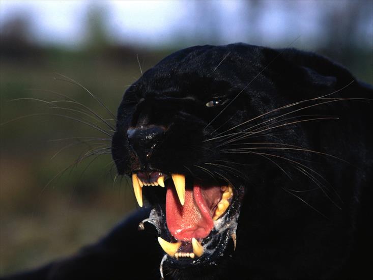  Animals part 2 z 3 - Enraged, Black Leopard.jpg