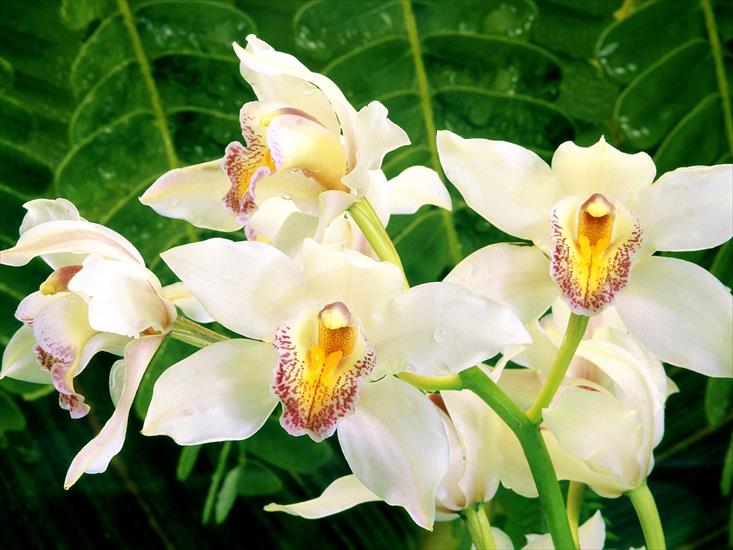 Flowers2 - White Orchids.jpg