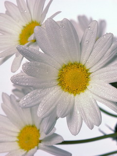 240x320 - Flowers-24.jpg