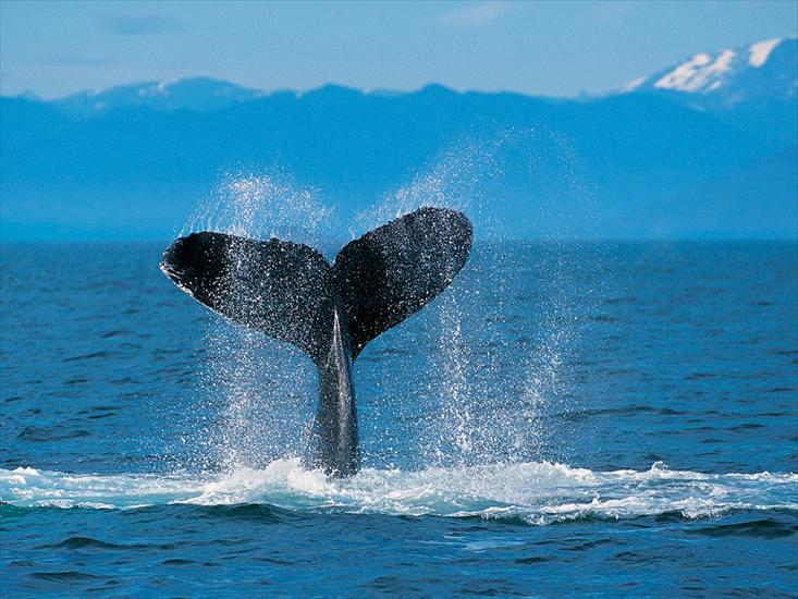 Tapety na pulpit - Humpback Whale.jpg