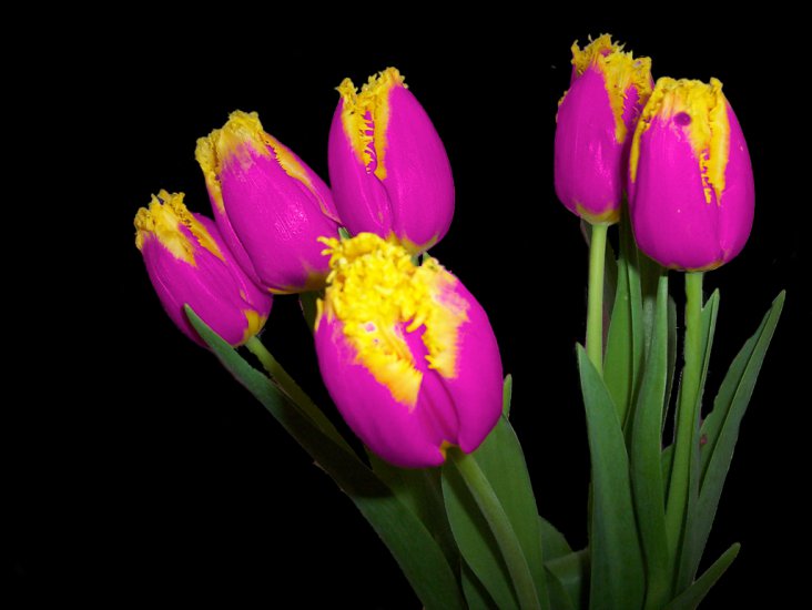   Tulipany - kolorowe - tulip_TS13.png