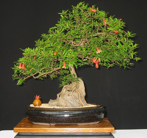 Bonsai - bonsai 183.jpg
