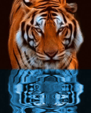 Animacje 128-160 - tygrys03.gif