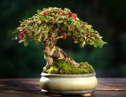 bonsai - Bonsai 26.JPG