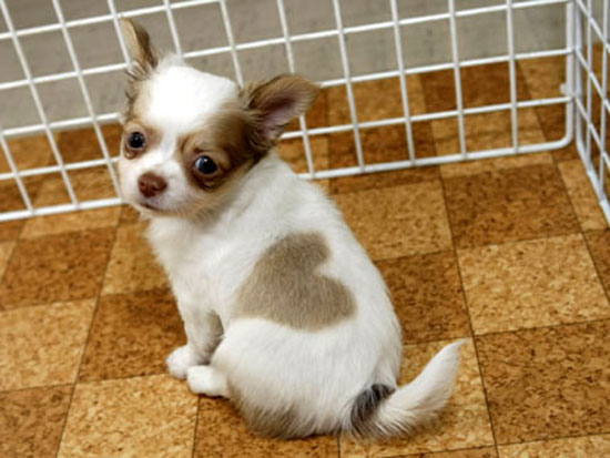 Zwierzęta - animals-007-heart-chihuahua.jpg