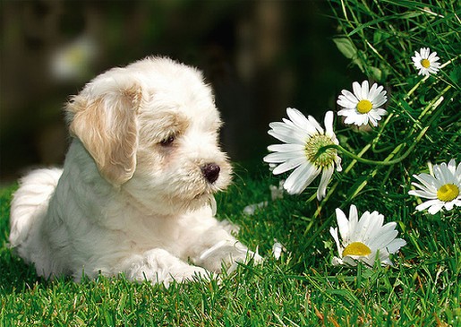 Stokrotki margaretki - puppy enjoys looking at the beautiful daisies.jpg