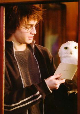 Harry Potter - harry_hedwiga1.jpg
