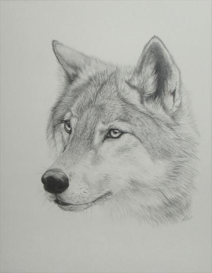 Wilki - Wolf_Drawing__by_PaNdAz333.jpg