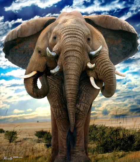 gify słonie - SŁOŃ 4.BMP
