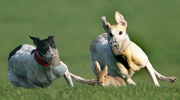 Tapety ciekawe i śmieszne - nas_ne_dogonyat.jpg