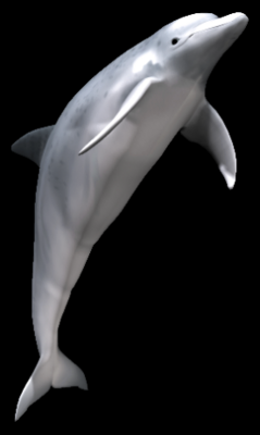 delfiny - w.bmp