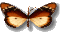 motyle - vlinders_114.gif