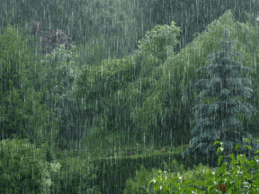 W deszczu gif - raintrees.gif