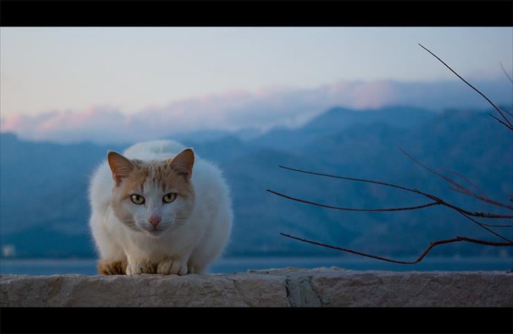 Koty - The_Cat_by_ivan_c.jpg